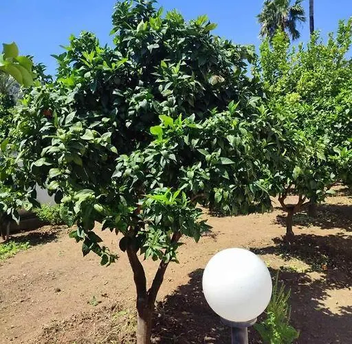 Lavender Corinth Κάτω Αλμυρή